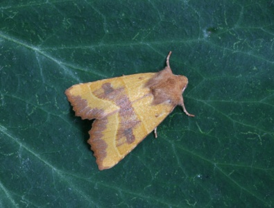 Centre-barred Sallow (Atethmia centrago) Steve Gale